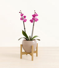 Load image into Gallery viewer, Desert Brown stand:bamboo