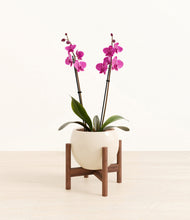 Load image into Gallery viewer, Shiny EggWhite stand:walnut