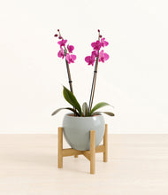 Load image into Gallery viewer, Deep Ocean stand:bamboo