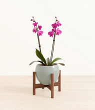 Load image into Gallery viewer, Deep Ocean stand:walnut