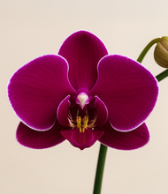 Load image into Gallery viewer, ALL