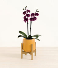 Load image into Gallery viewer, Mustard stand:bamboo