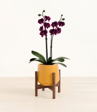 Load image into Gallery viewer, Mustard stand:walnut