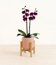 Load image into Gallery viewer, Calm Rose stand:bamboo