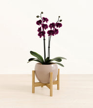 Load image into Gallery viewer, Desert Brown stand:bamboo