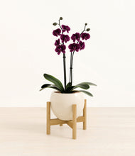 Load image into Gallery viewer, Shiny EggWhite stand:bamboo