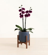 Load image into Gallery viewer, Deep Navy stand:walnut