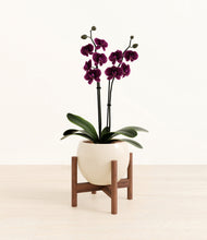 Load image into Gallery viewer, Shiny EggWhite stand:walnut