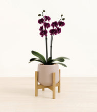 Load image into Gallery viewer, Eternal Gray stand:bamboo