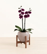 Load image into Gallery viewer, Winter Clouds stand:walnut