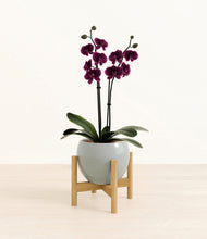 Load image into Gallery viewer, Deep Ocean stand:bamboo