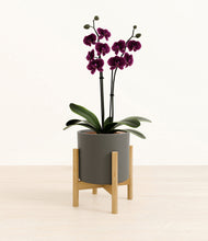 Load image into Gallery viewer, Dark Olive stand:bamboo