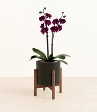 Load image into Gallery viewer, Black stand:walnut