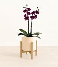 Load image into Gallery viewer, Cream stand:bamboo