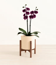 Load image into Gallery viewer, Cream stand:walnut