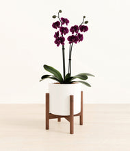 Load image into Gallery viewer, White stand:walnut