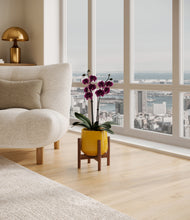 Load image into Gallery viewer, Mustard stand:walnut