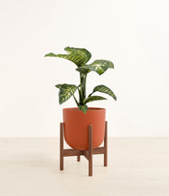 Load image into Gallery viewer, Earth Red stand:walnut