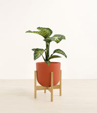 Load image into Gallery viewer, Earth Red stand:bamboo