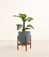Load image into Gallery viewer, Iron Gray stand:walnut