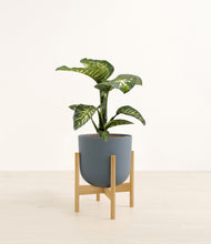 Load image into Gallery viewer, Iron Gray stand:bamboo