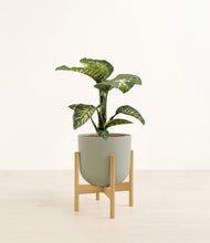 Load image into Gallery viewer, Sage Green stand:bamboo