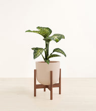 Load image into Gallery viewer, Sandy Pink stand:walnut