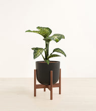 Load image into Gallery viewer, Stone Black stand:walnut