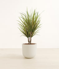 Load image into Gallery viewer, Natural Bamboo*****Profile