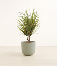 Load image into Gallery viewer, Sage Green*****Profile