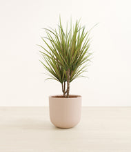 Load image into Gallery viewer, Sandy Pink*****Profile