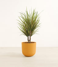 Load image into Gallery viewer, Sunset Orange*****Profile