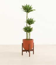 Load image into Gallery viewer, Earth Red stand:walnut