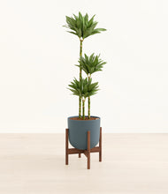 Load image into Gallery viewer, Iron Gray stand:walnut