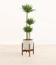 Load image into Gallery viewer, Natural Bamboo stand:walnut