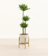 Load image into Gallery viewer, Natural Bamboo stand:bamboo