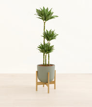 Load image into Gallery viewer, Sage Green stand:bamboo
