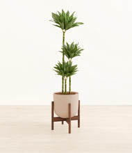 Load image into Gallery viewer, Sandy Pink stand:walnut