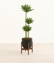 Load image into Gallery viewer, Stone Black stand:walnut