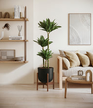 Load image into Gallery viewer, Stone Black stand:walnut