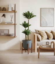 Load image into Gallery viewer, Iron Gray stand:walnut