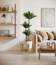 Load image into Gallery viewer, Natural Bamboo stand:bamboo