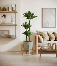 Load image into Gallery viewer, Sage Green stand:bamboo