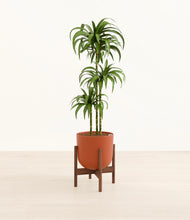 Load image into Gallery viewer, Earth Red stand:walnut