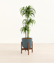 Load image into Gallery viewer, Iron Gray stand:walnut