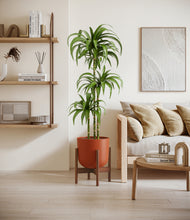 Load image into Gallery viewer, Earth Red stand:walnut