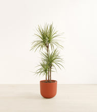 Load image into Gallery viewer, Earth Red*****Profile