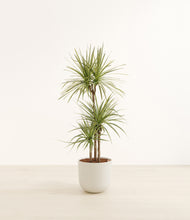 Load image into Gallery viewer, Natural Bamboo*****Profile