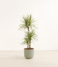 Load image into Gallery viewer, Sage Green*****Profile