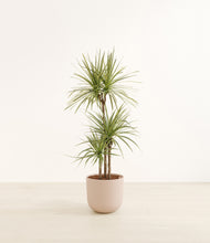 Load image into Gallery viewer, Sandy Pink*****Profile